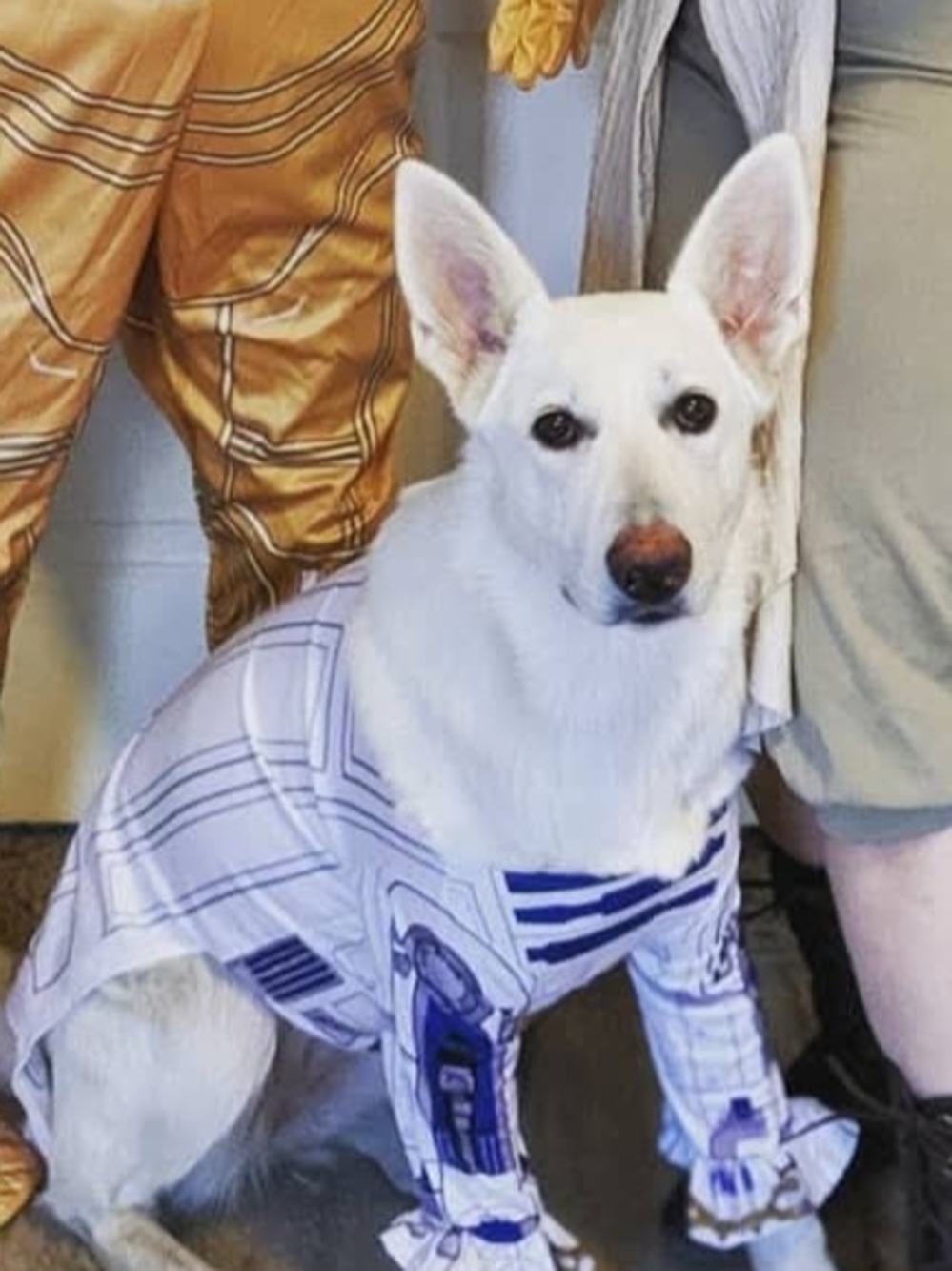 Dog R2-D2 Costume Shirt